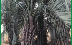 漳州布迪椰子